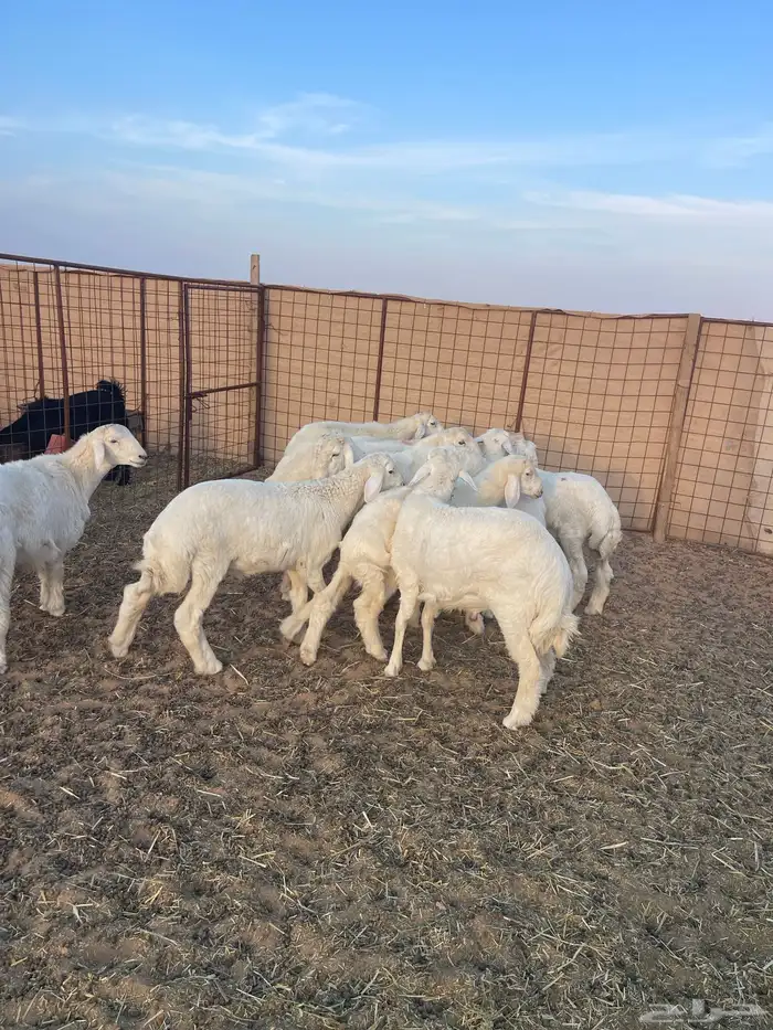 خرفان حريات تم البيع الله يبارك له 1