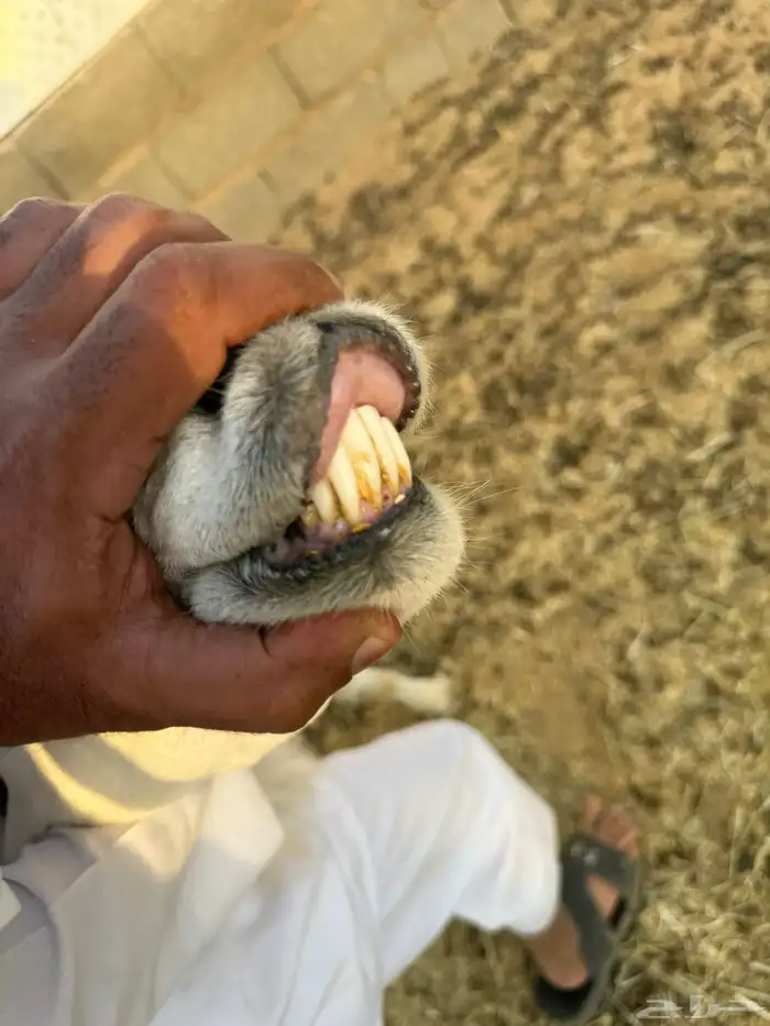 فحل حري مشروط 0