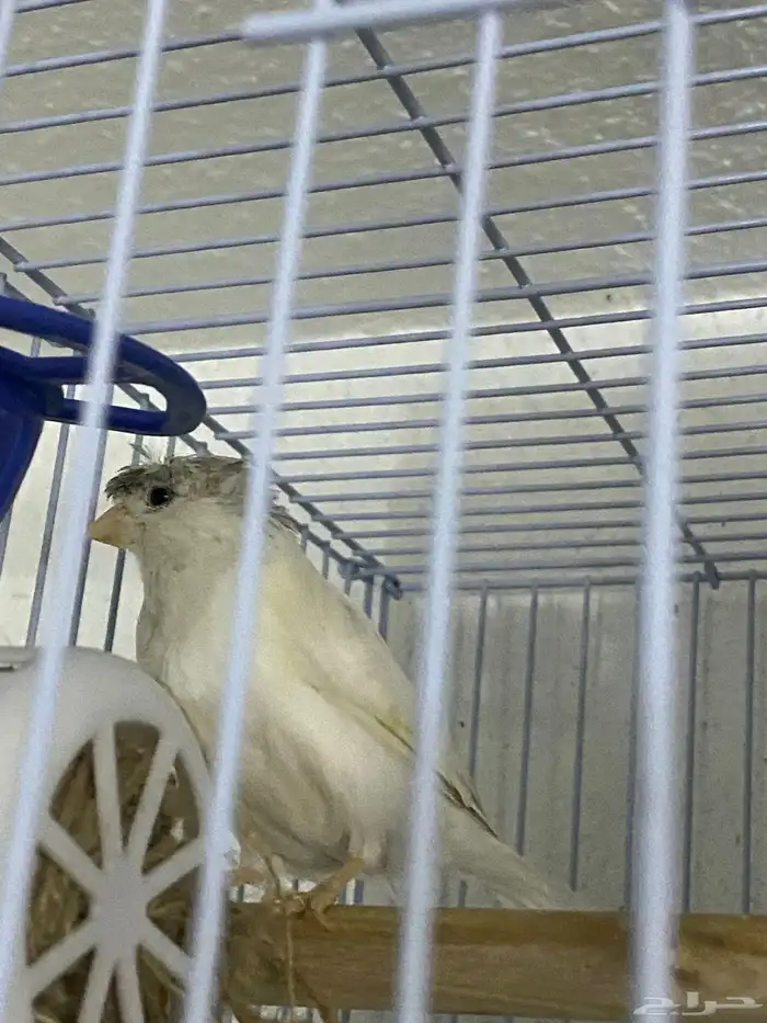 ذكر كناري ابيض كرست بسكوتي 4