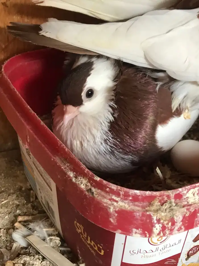 وحشي وهومر وعبسي وبربري 11