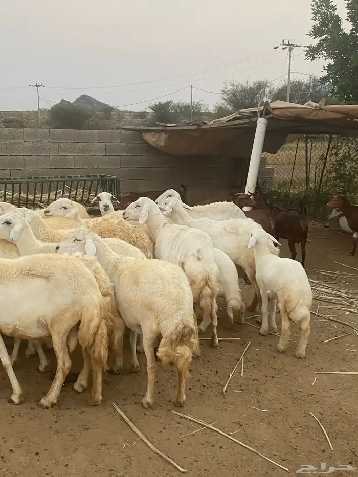 ضان للبيع محايل 3