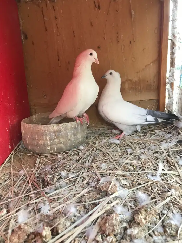 وحشي وهومر وعبسي وبربري 1