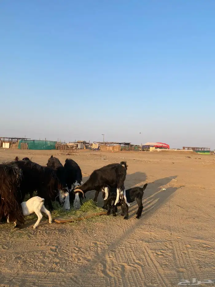 للبيع معزا ولد عوارض طيبه 50