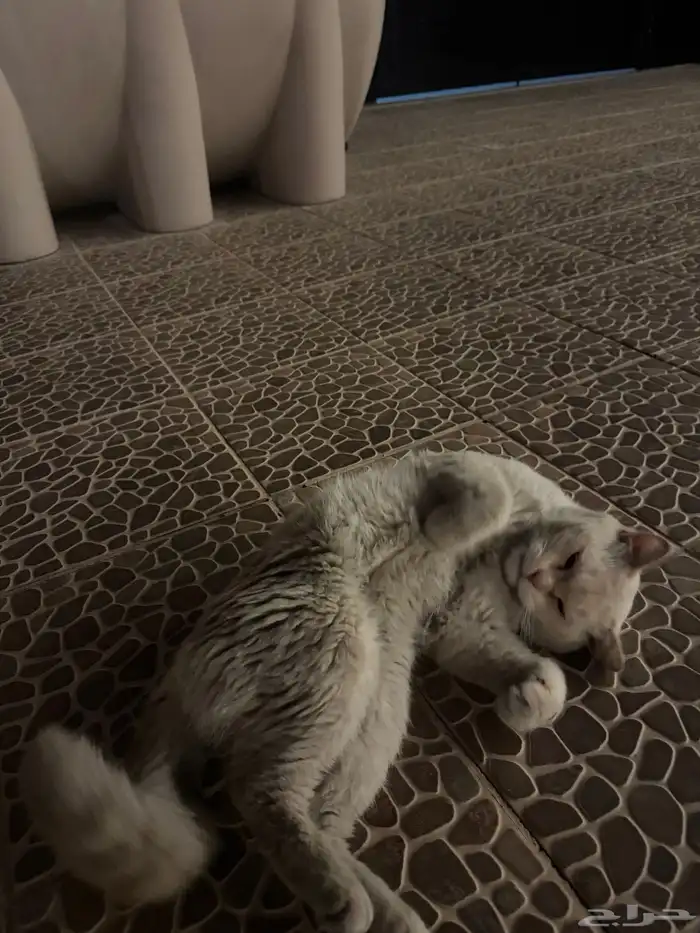 قط جميل للتبني 5