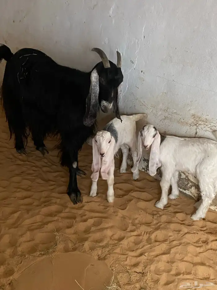 عنز عارضيه. مقنوي. معه تيس وجفره 1