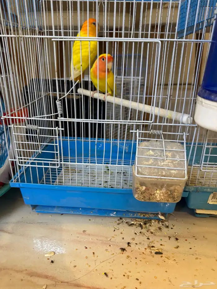 جوزين طيور روز 8