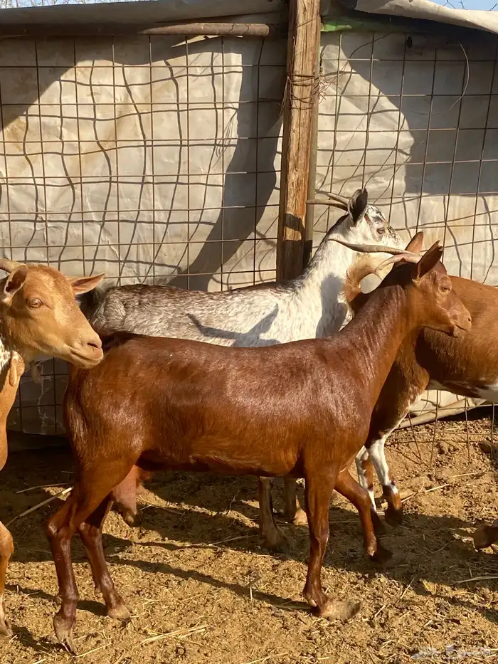 معزا محايله دفيع تم البيع 2