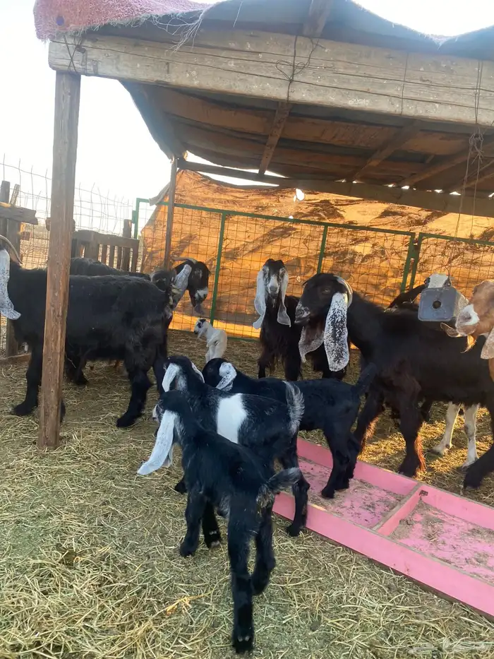 للبيع معزا ولد عوارض طيبه 6