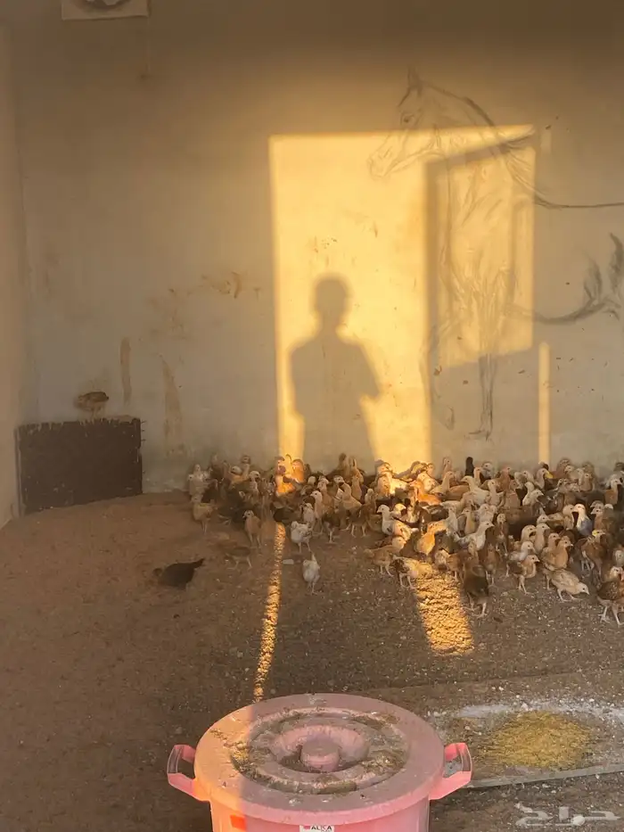 صوص بلدي العمر شهر 1