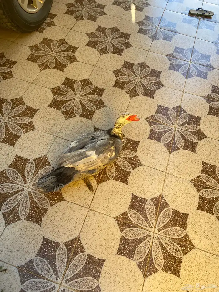 ذكر بط للبيع 0