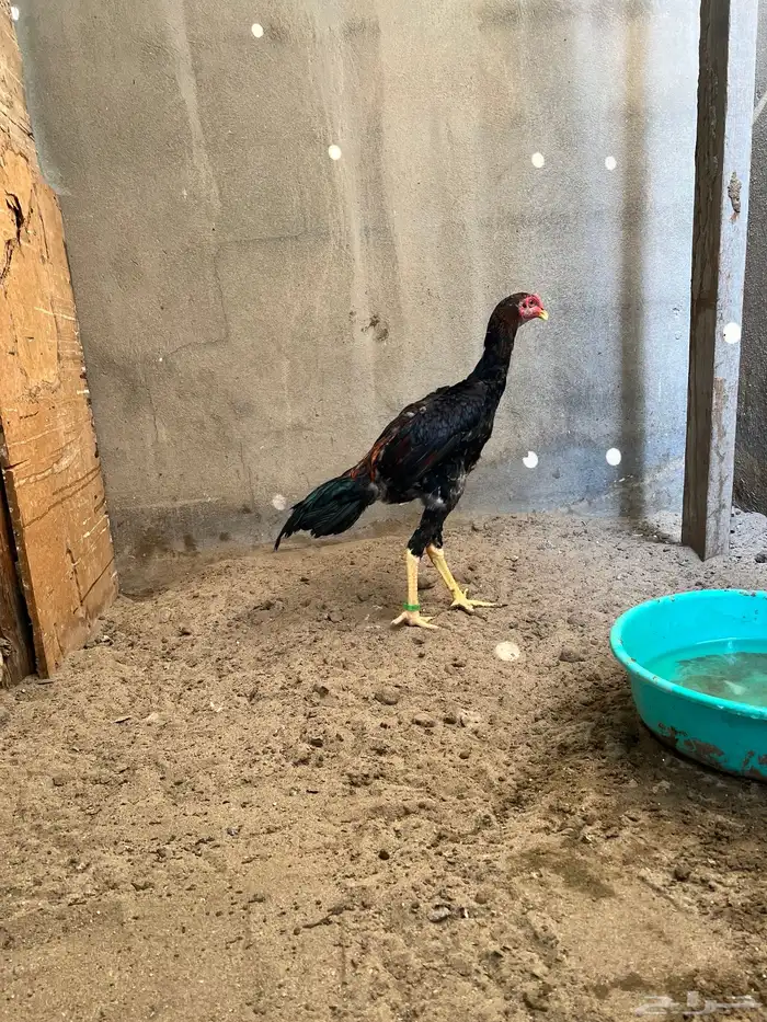 زوج شامو ياباني 1