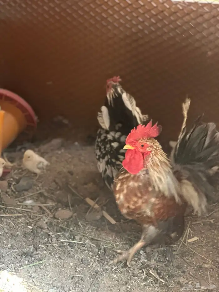 دجاج جبنيز قزم زحفف 6