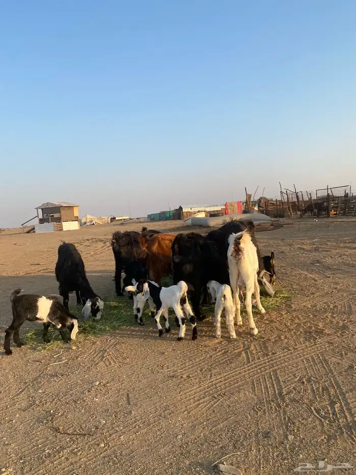 للبيع معزا ولد عوارض طيبه 33