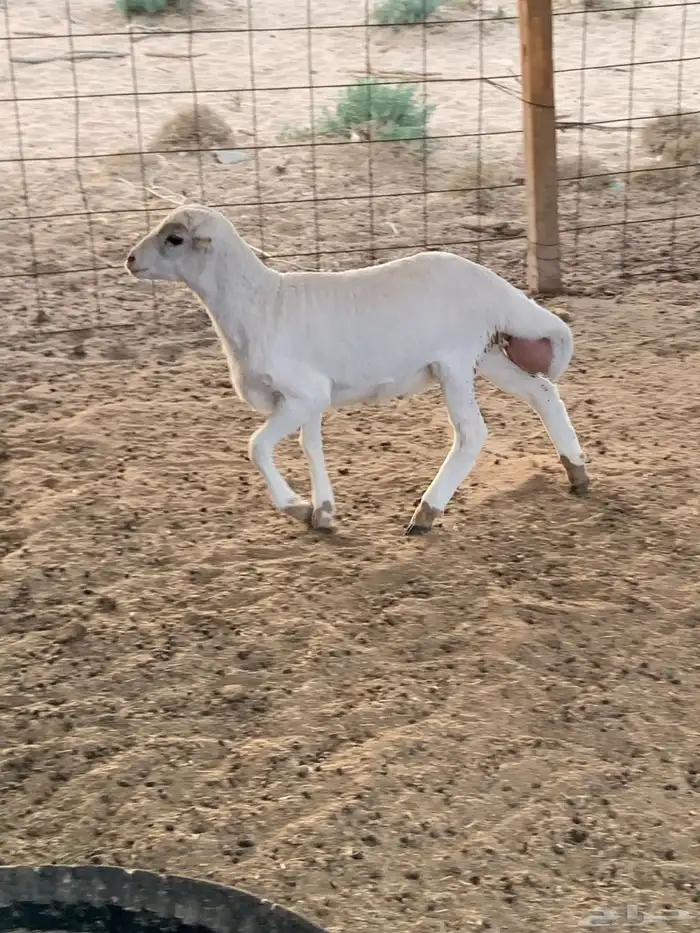 طلي طيب وسمين عمر شهرين 5