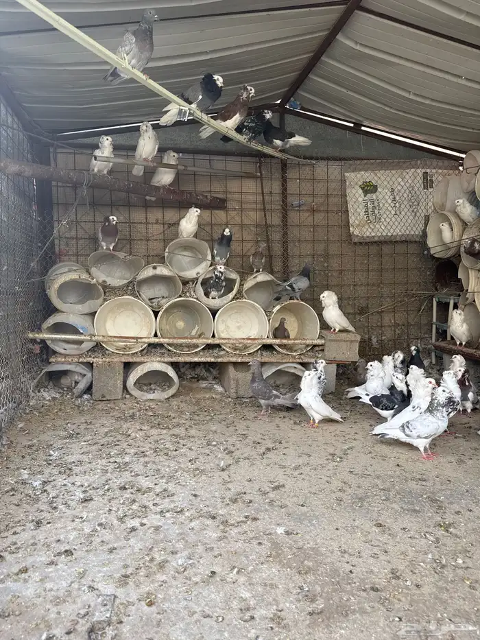 حمام بلجيكي للبيع 2