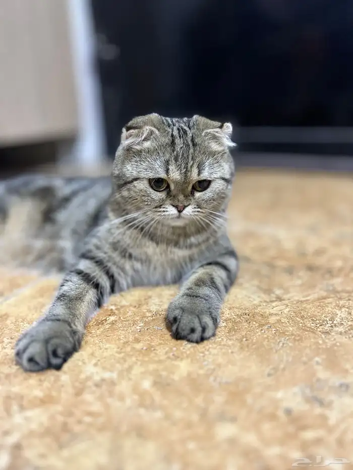 قطة للتبني سكوتش 2