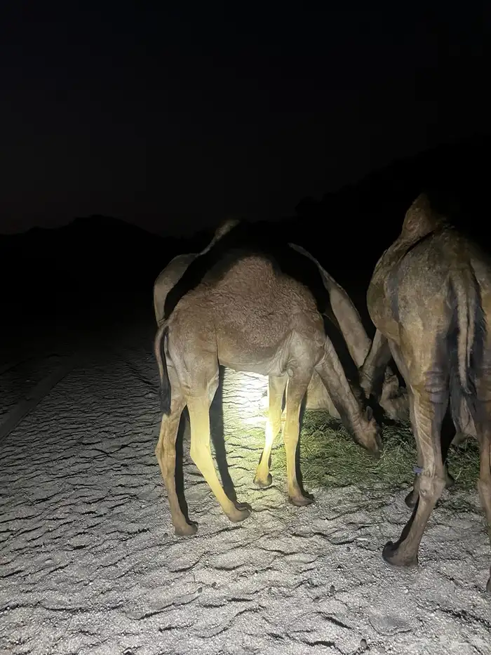 قعدان للبيع فل شحم 2