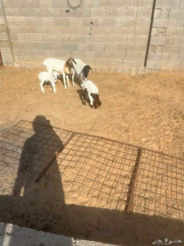 برابر مواليد 1