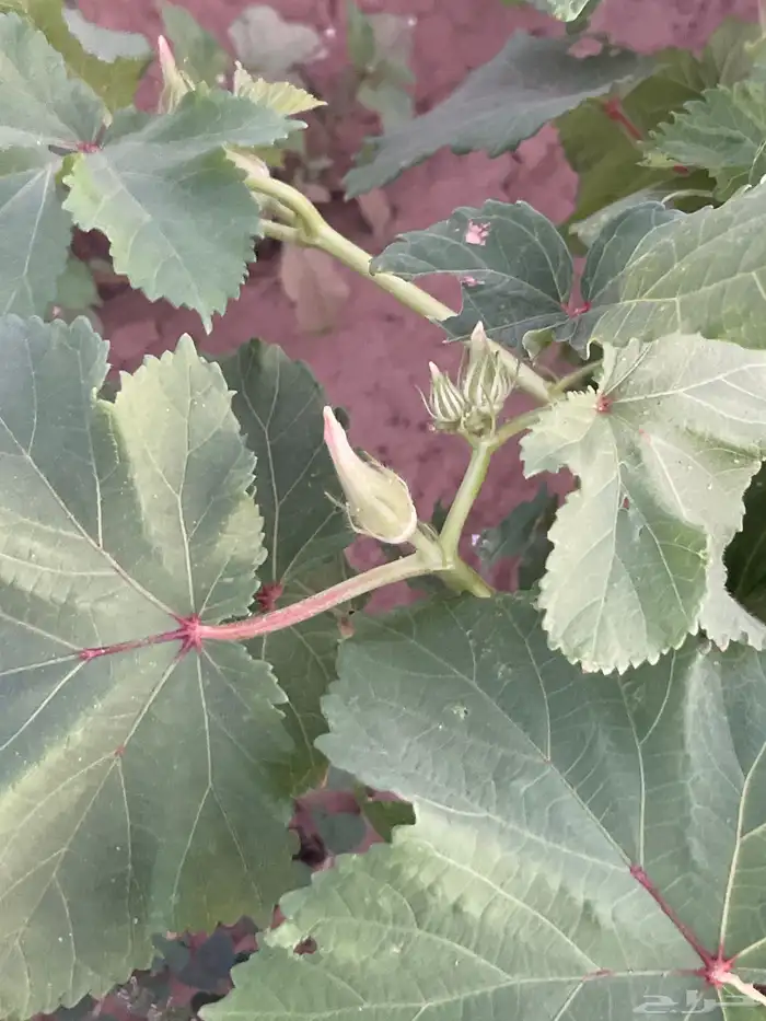 باميه بلدي 3