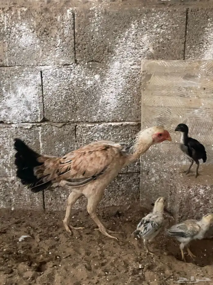 دجاج باكستاني 4