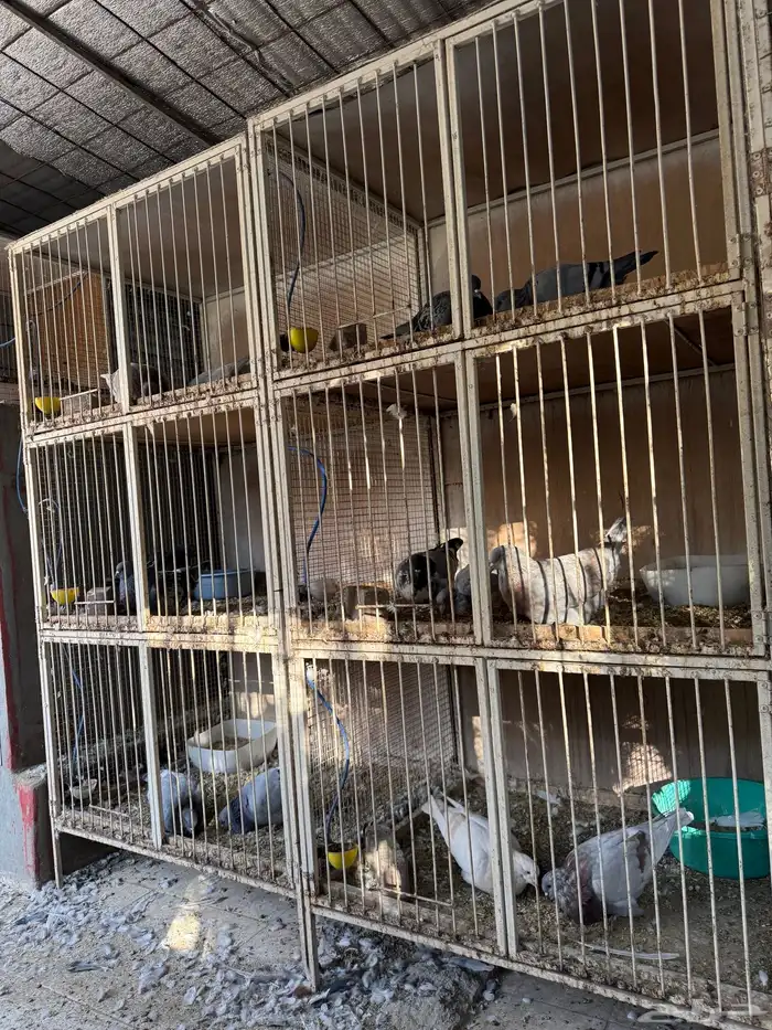 محاكر حديد للبيع 0