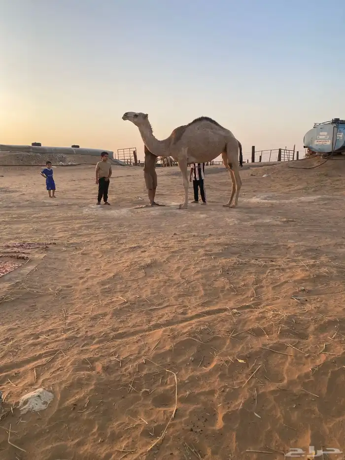 بكره طيبه هديه سليمه من العذاريب 0