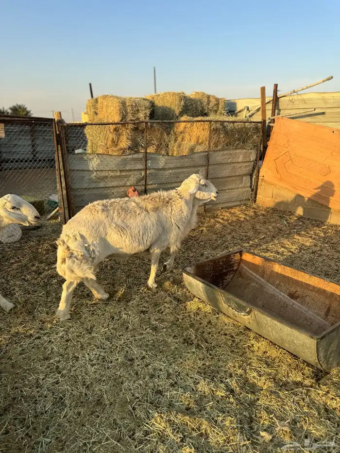 فحل حري مشروط 2