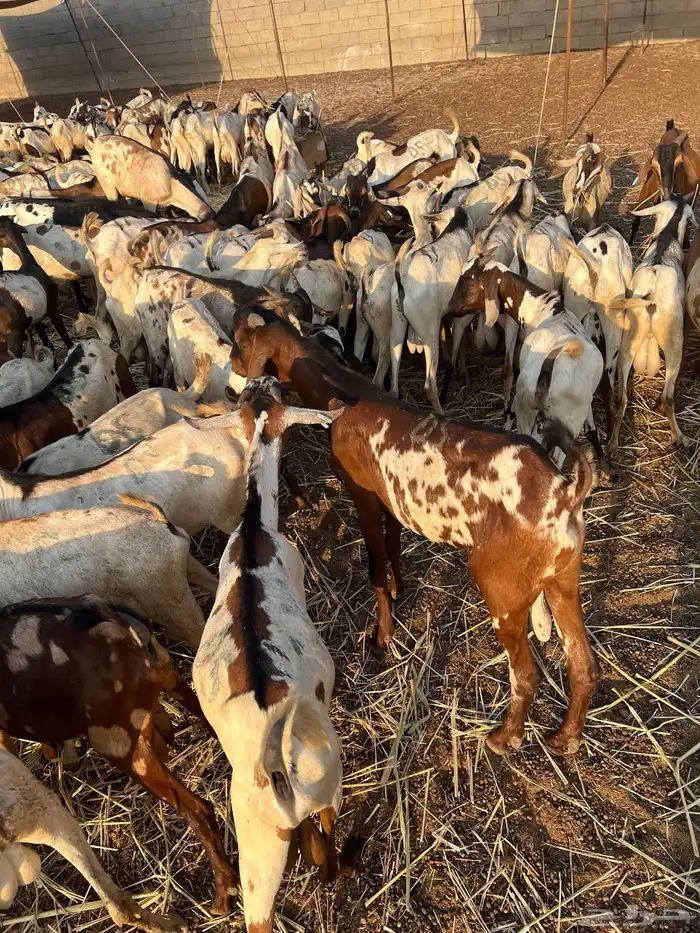 تيوس حبشيه 1