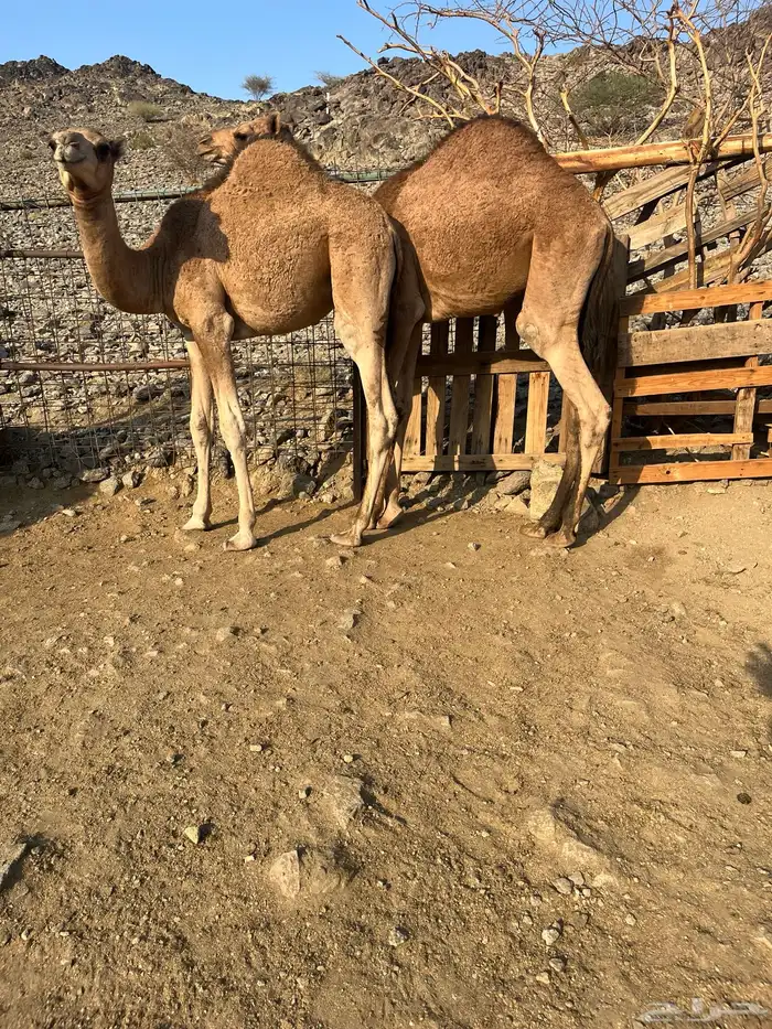 للبيع قعدان 0