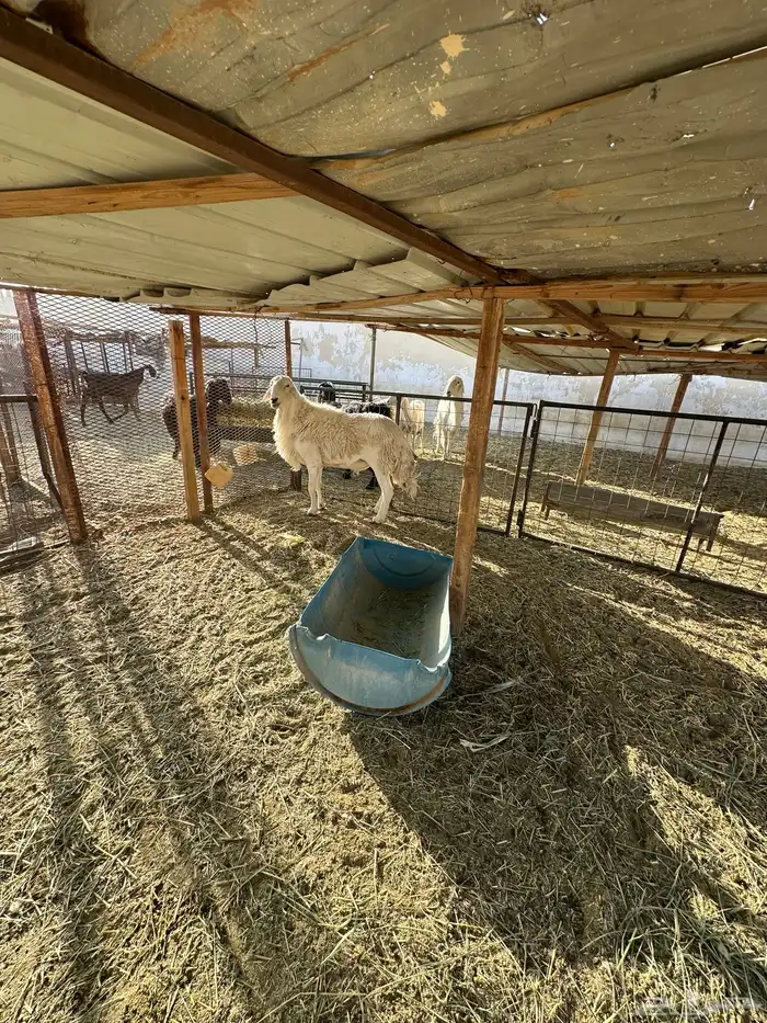 فحل ينسف شرط 1