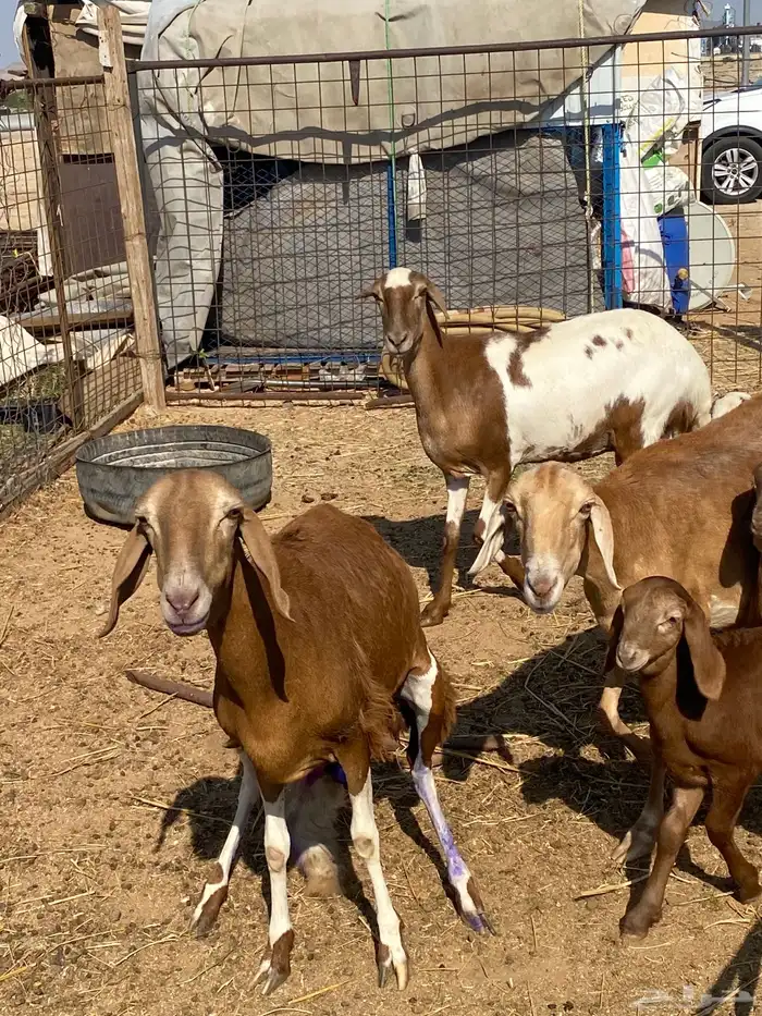 سواكن خلفات ودفيع 1