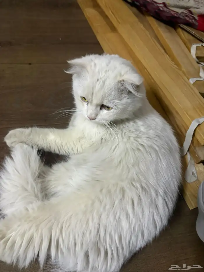 بسة للتبني عمره 8 شهور 0