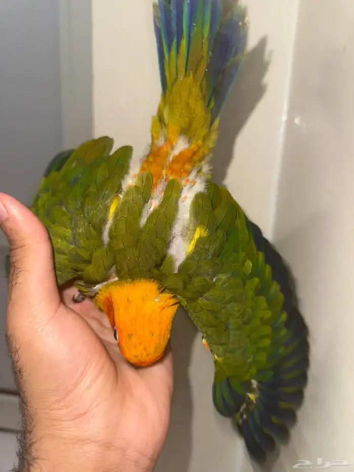 كنيور مفطوم صن كنيور غر وقريب فطام وفيه غر ولوري فرخ وجوز 0