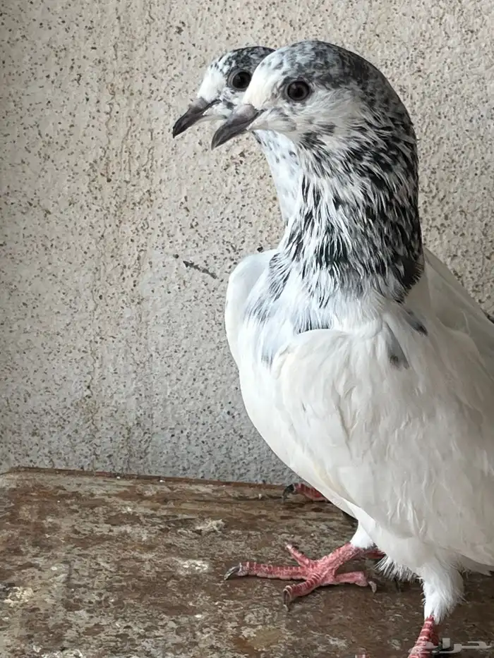 السلام عليكم اعرض لكم زوج بتيرا طبه باقي عليه ريشه مطير شرط 1