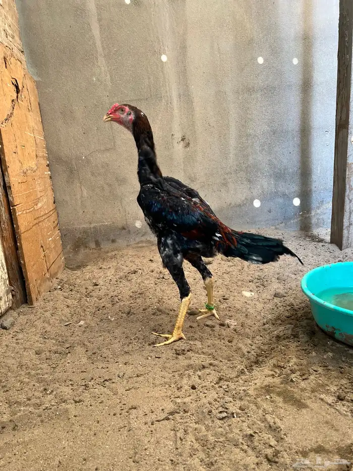 زوج شامو ياباني 0