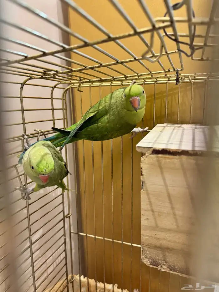 ببغاء الدرة ( زوج ) 0