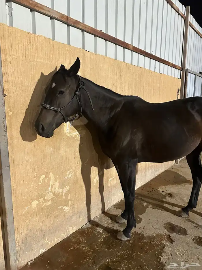 فرس انقليزية 0