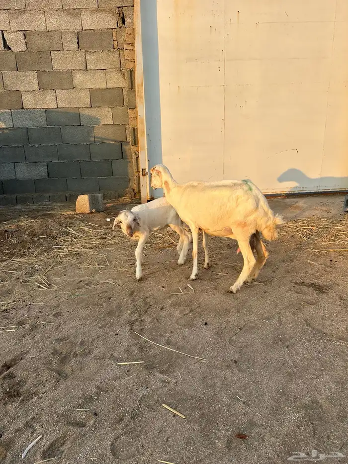 نعجة رفيدية تحتها طلي 1