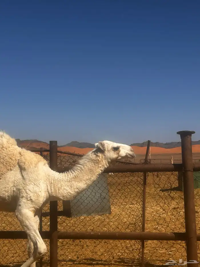 بكره مقنوي ابوه ولد الجافل وامها منتج 0