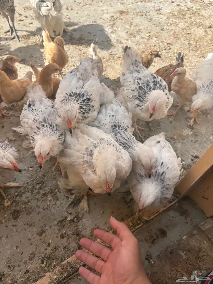 دجاج برا هما كولومبيا ما شاء الله تبارك الله عمر شهرين ونص 2