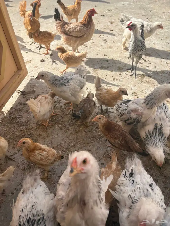 دجاج برا هما كولومبيا ما شاء الله تبارك الله عمر شهرين ونص 0