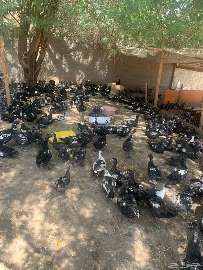 بط مسكوني أو مصري للبيع 0