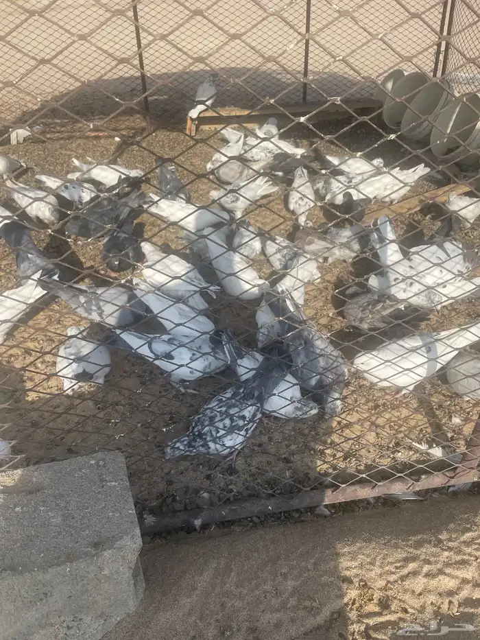 حمام جوز 10 0