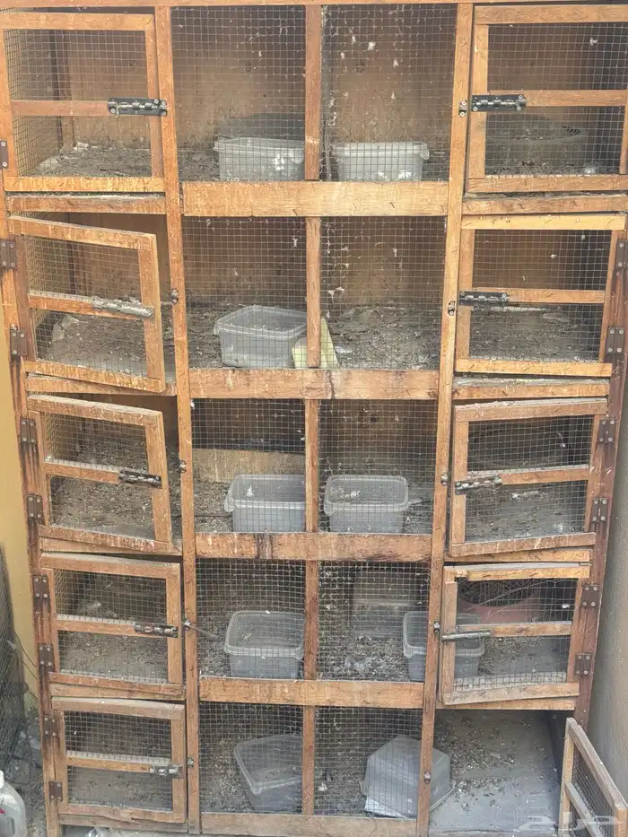 للبيع محاكر حمام   صياد حمام وبيت الحمام 0