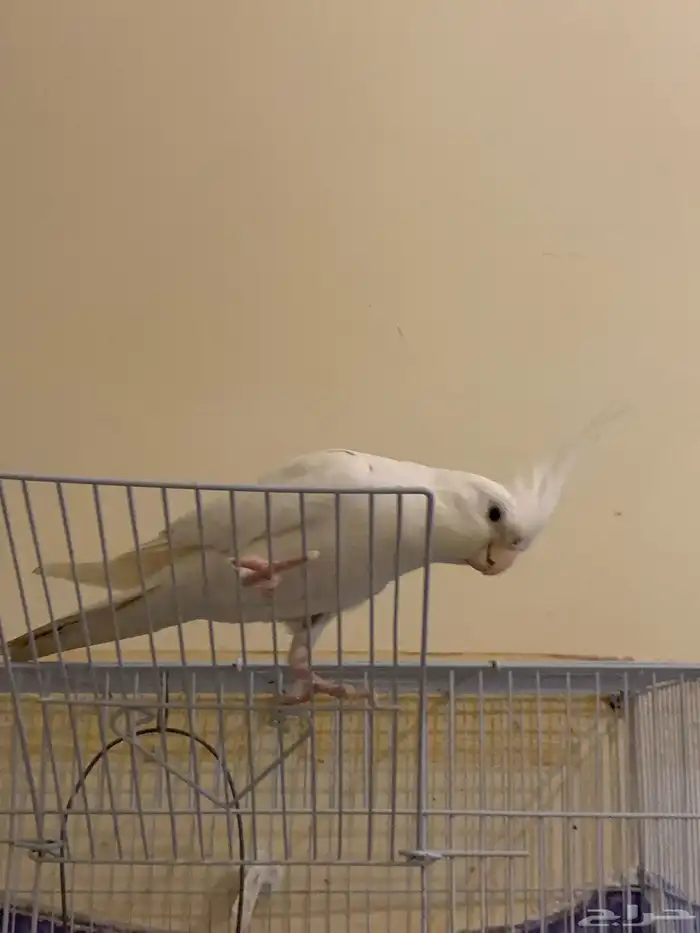 كروان البينو ذكر اليف 0