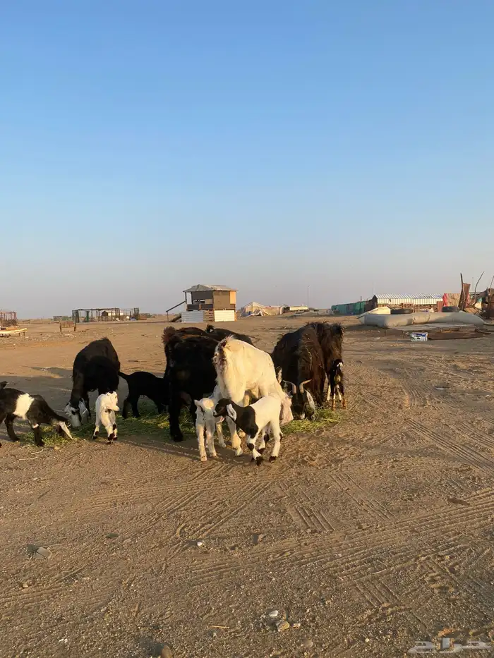 للبيع معزا ولد عوارض طيبه 35