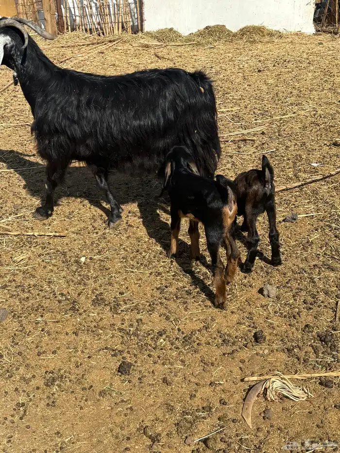 عنز متاومه طيبه 1