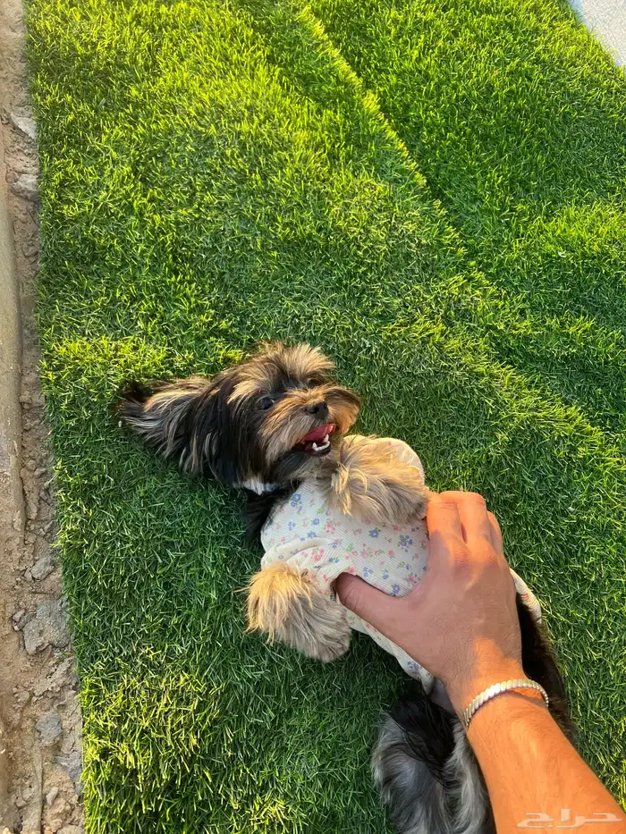 يوركشاير تيرير للبيع ( مستوى ممتاز جدا  ) 1