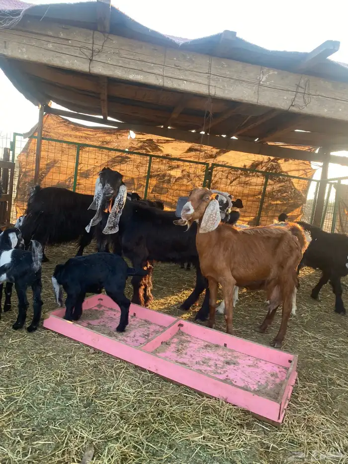 للبيع معزا ولد عوارض طيبه 3