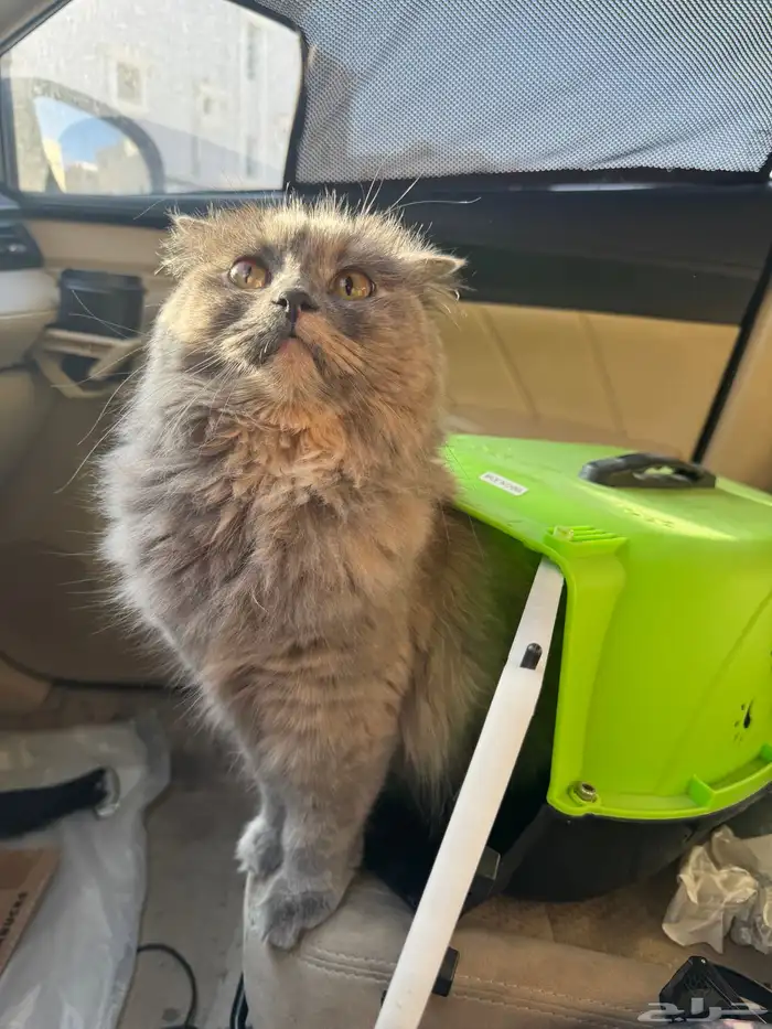 قطة للتبني 0